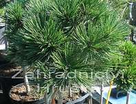 Borovice - Pinus leucodermis 'Schmidtii'...