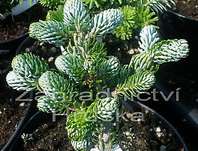 jedle - Abies koreana 'Eis Brecker'.