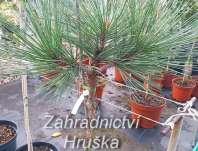 Borovice - Pinus jeffreyi 'Joppi'KM