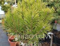 Borovice - Pinus mugo 'Ophir'.KM