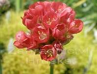Armeria pseudoarmeria Ballerina Red