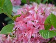 Azalea knaphill 'Homebusch'