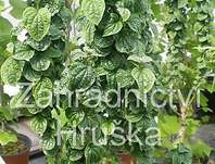 svída - Cornus sanguinea 'Compressa'