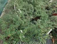 skalník - Cotoneaster dammeri 'Eichholz'