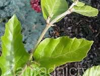 buk - Fagus sylvatica 'Dawyck Gold'