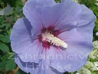 ibišek - Hibiscus syriacus 'Marina'