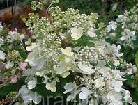 hortenzie - Hydrangea paniculata 'Pinky Winky'.