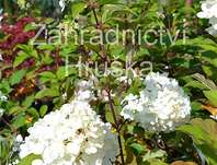 hortenzie - Hydrangea paniculata 'Vanille Fraise'