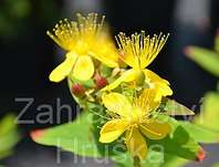 třezalka - Hypericum inodorum
