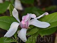 šácholan - Magnolia stellata 'Royal Star'