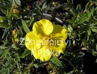 mochna - Potentilla fruticosa 'Goldteppich'