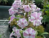 Phlox maculata Natascha