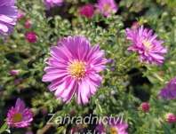 Aster novii-belgii Magic Pink