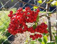 hlohyně - Pyracantha coccinea 'Red Column'