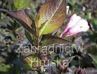 vajgélie - Weigela florida 'Purpurea Nana'.