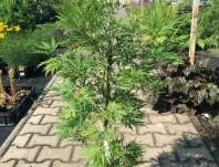 javor - Acer palmatum 'Dissectum'.