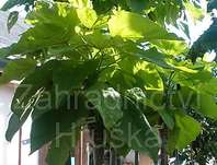 katalpa - Catalpa bignoides 'Aurea'