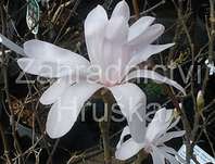 šácholan - Magnolia stellata