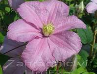 plamének - Clematis 'Comtesse de Bouchaud'
