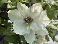 plamének - Clematis 'First Light'