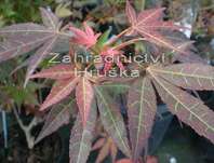 javor - Acer palmatum 'Atropurpureum'.