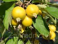 jabloň - Malus 'Golden Hornet'