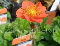 Geum coccineum Koi
