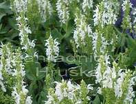 Salvia superba Marleau White