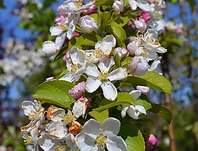 jabloň - Malus 'Red Sentinel''