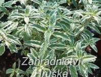 ořechoplodec - Caryopteris clandonensis 'White Surprice'