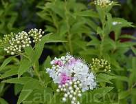 tavolník - Spiraea japonica 'Genpei'