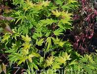 javor - Acer shirasawanum 'Summergold'