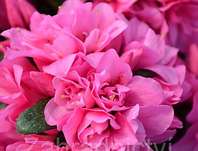 Azalea japonica 'Melina'