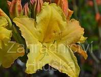 Azalea knaphill 'Harvest Monn'