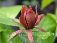 sazaník - Calycanthus floridus