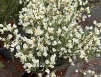 čilimník - Cytisus 'White Lion'
