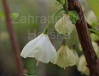 halézie - Halesia carolina