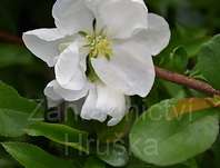 kdoulovec - Chaenomeles superba 'Jet Trail'