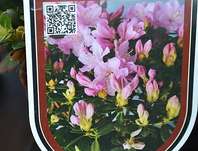 Rhododendron impeditum 'Snipe'