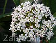 kalina - Viburnum davidii