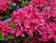 Azalea japonica 'Rubinetta'