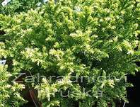 Cryptomeria japonica 'Vilmorin Gold'