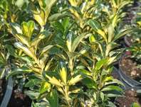 brslen - Euonymus japonicus 'Exstase'