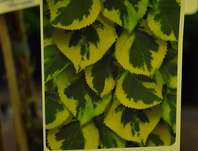 hortenzie - Hydrangea anomala ( petiolaris ) 'Mirranda'