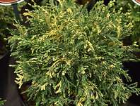 cypřišek - Chamaecyparis lawsoniana 'Pearly Swirl´s'
