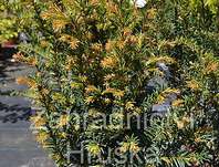 tis - Taxus baccata