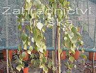 bříza - Betula pendula 'Youngii'