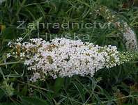 komule - Buddleja davidii 'White Profusion´
