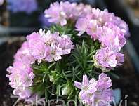 trvnika trsnat - Armeria caespitosa