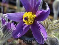 Pulsatilla vulgaris Pinwheel Blue Violet